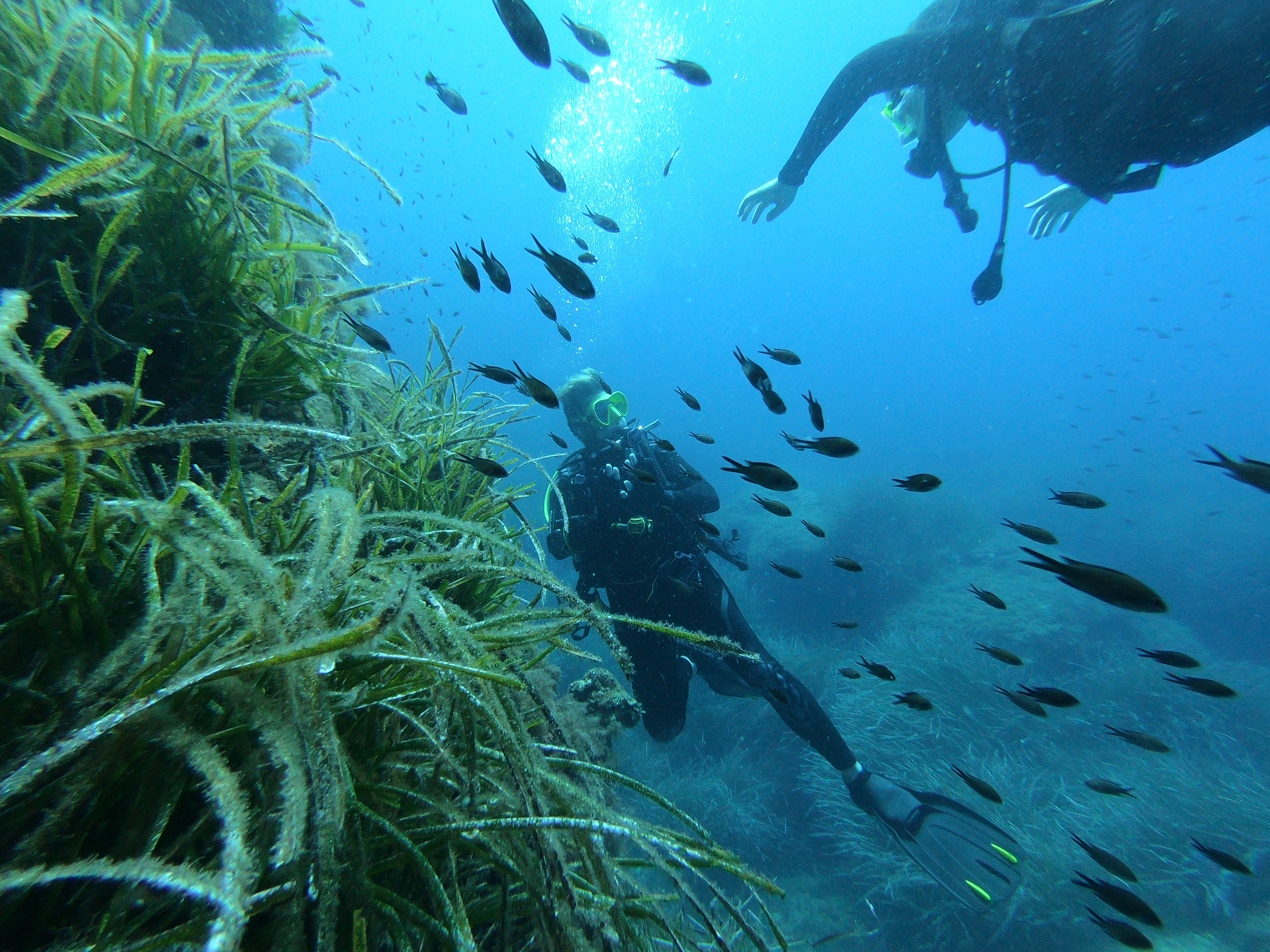 Marine life around Malta.